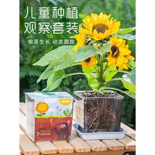 Children Planting Small Potted Sunflowers, Strawberry Seeds, Impatiens Seeds, and Observing Them Grow in a Planting Window