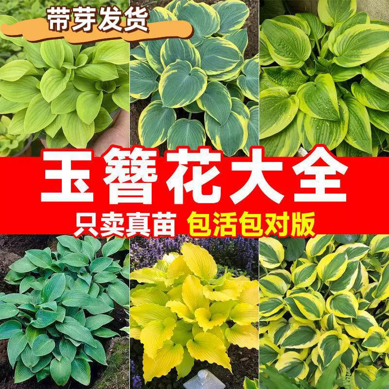 Рассада цветов хосты, многолетние теневыносливые и термостойкие лиственные и цветочные растения, комнатные декоративные почки хосты в горшках во дворе.