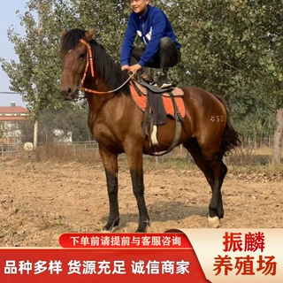 骑乘马多少一匹 驯好的汗血马能打比赛的纯血马 德保矮马