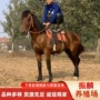 德保一匹多少好的矮马