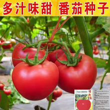 番茄種子大西紅柿種籽四季菜苗盆栽中熟肉厚甜嫩大果西紅柿蔬菜籽