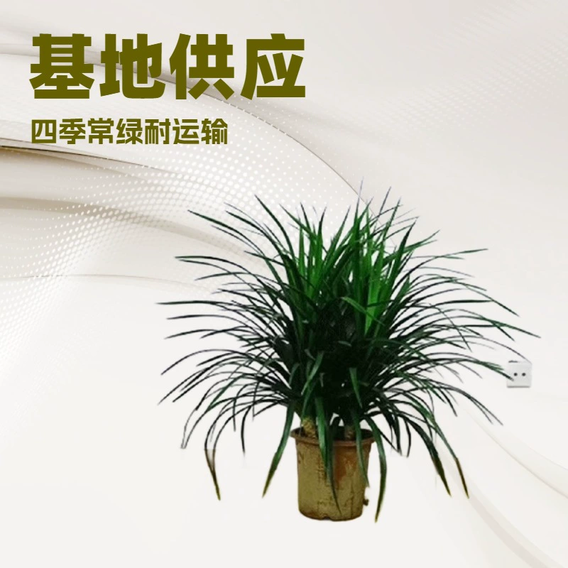 База питания зеленый горшок мульти-головы (три головы) кровь Дракона дерево зеленый лист орхидеи горшечные зеленые растения оптом