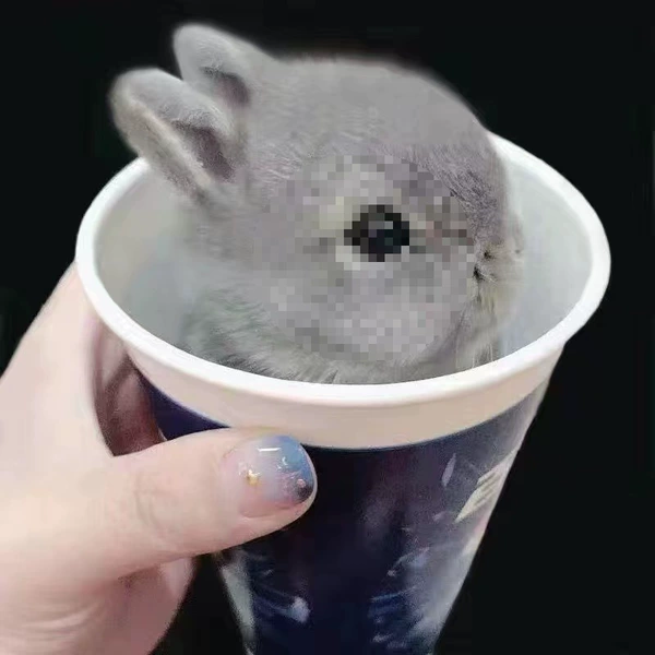 Gray dwarf rabbit