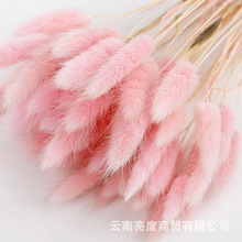 兔尾草  天然干花花束兔尾巴草 云南干花厂家批发 跨境热卖干花