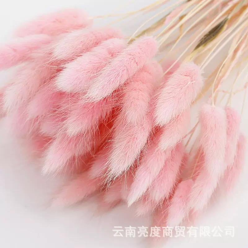兔尾草  天然干花花束兔尾巴草 云南干花厂家批发 跨境热卖干花