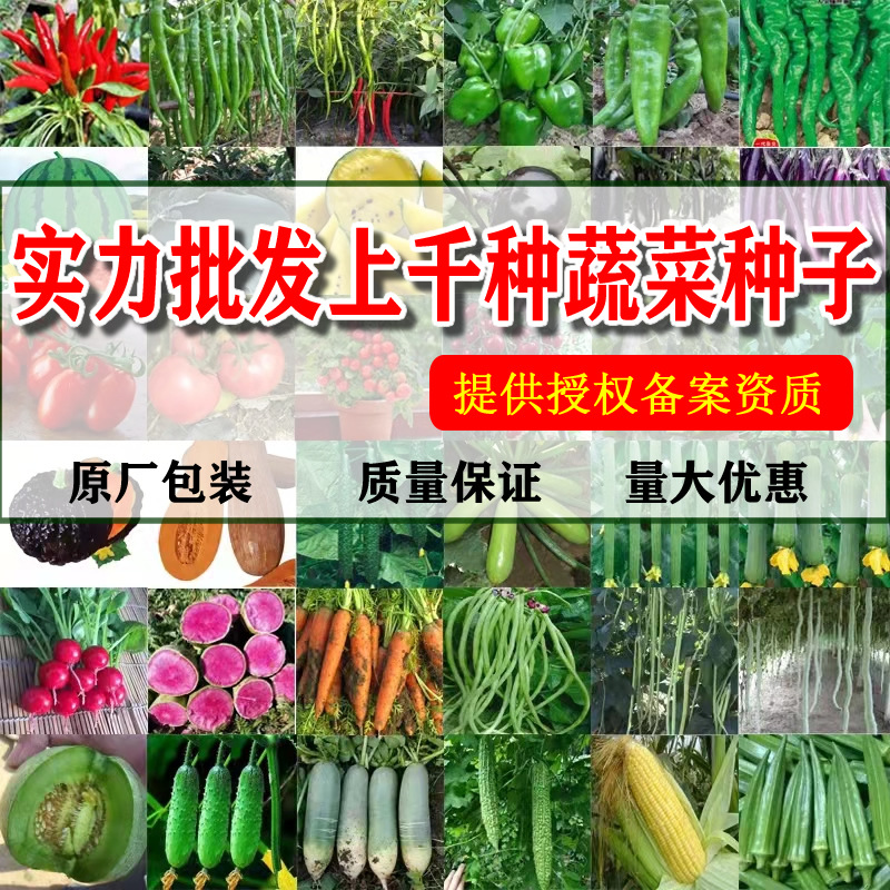 四季蔬菜种子厂家直销菜种子大量批发地摊上海青小葱香菜生菜籽