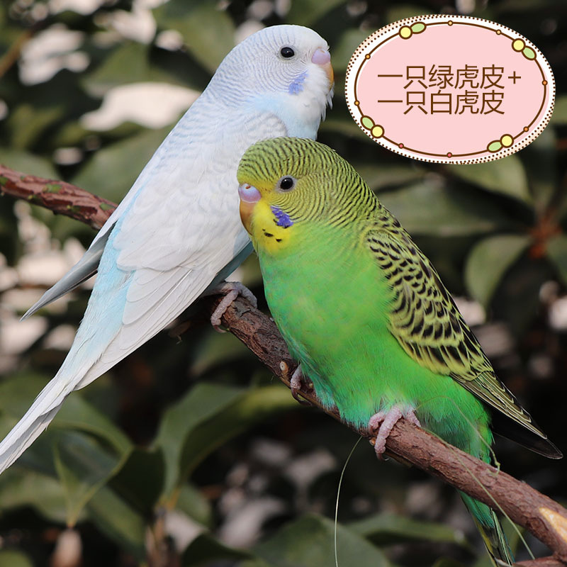 녹색 호랑이 가죽 + 흰색 호랑이 가죽 (Baoxue 말하기) 커플 매칭