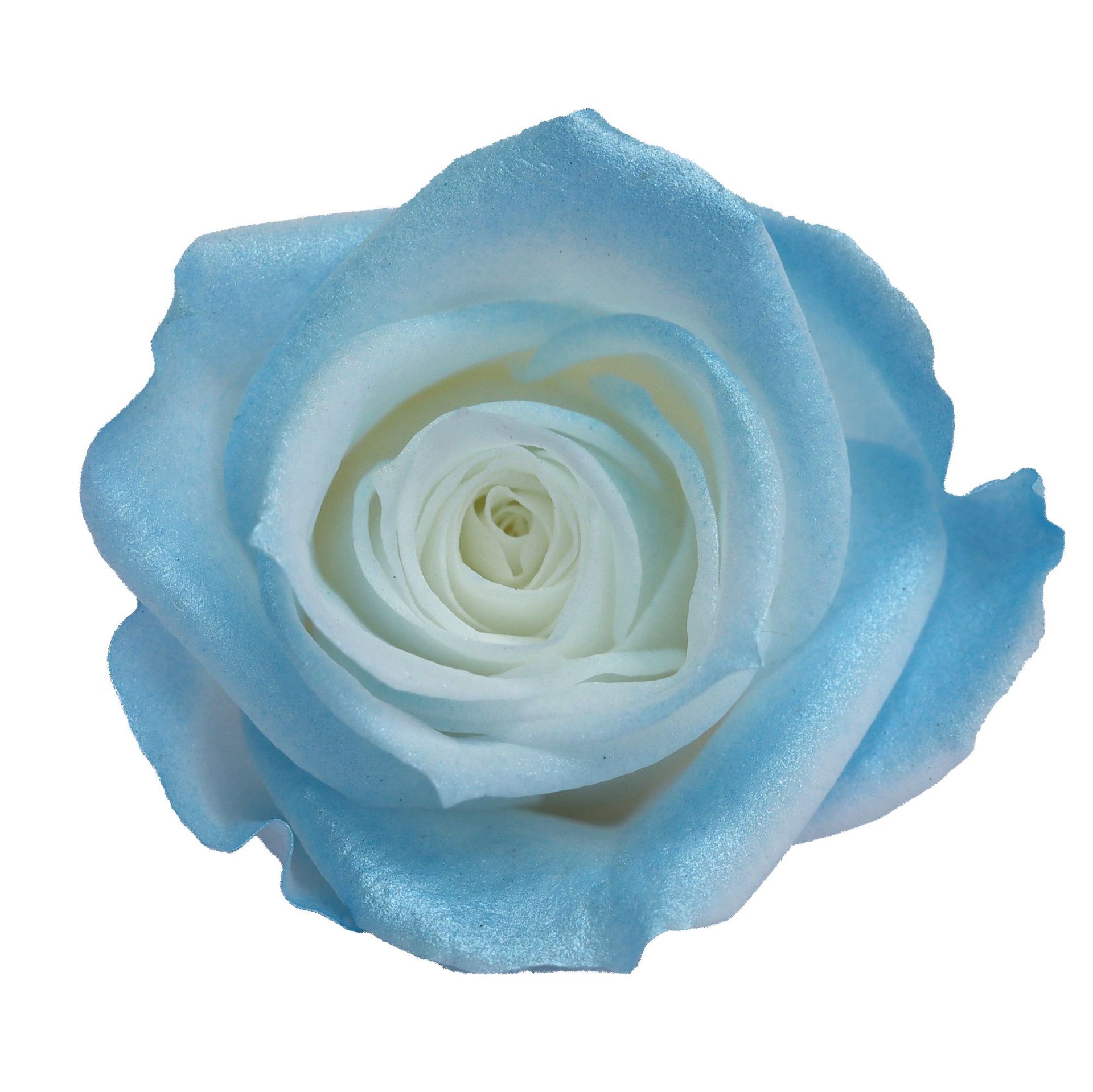 Rosa degradada eterna A+ con efecto degradado de color azul hielo, rosa seca triturada, flor preservada, fabricante de Yunnan, venta al por mayor.