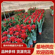 �t�Ļ����׻�ֲ����ع������\���^����ƽ�^�t�����P��