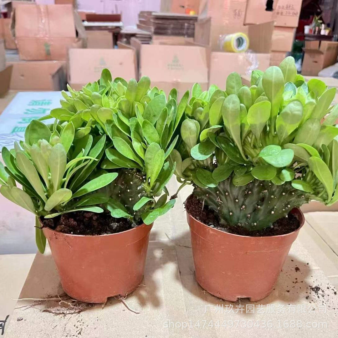 Kirin Palm кактус мясистые вечнозеленые растения комнатный офис настольные Зеленые Растения горшечные растения для очистки окружающего воздуха