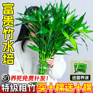 ���F��ˮ�໨��ֲ�������^���񎧸�ˮ�B�҃ȿ͏d��ؔ���ܾGֲ����