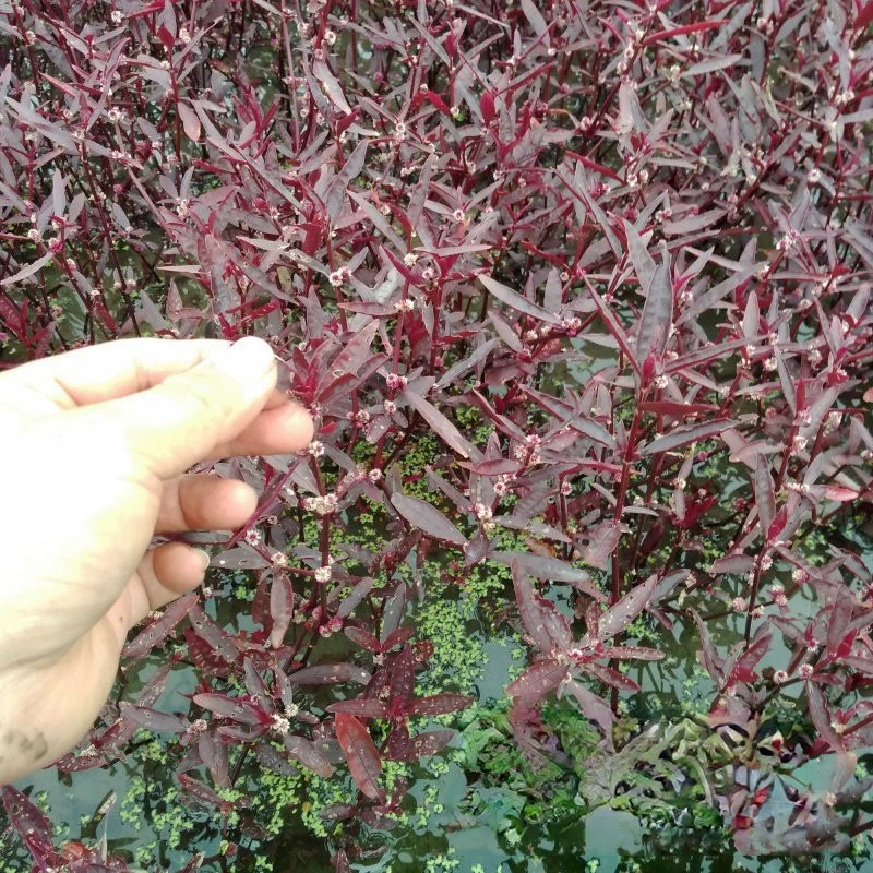 Красный Лотос Семена питомник оптом происхождение оптом цвет лист декоративные водные водно-болотные водные растения