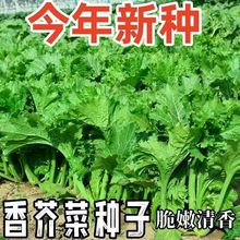 香菜种子 四川重庆香芥菜 庭院阳台田园农家 春夏秋四季 蔬菜种子