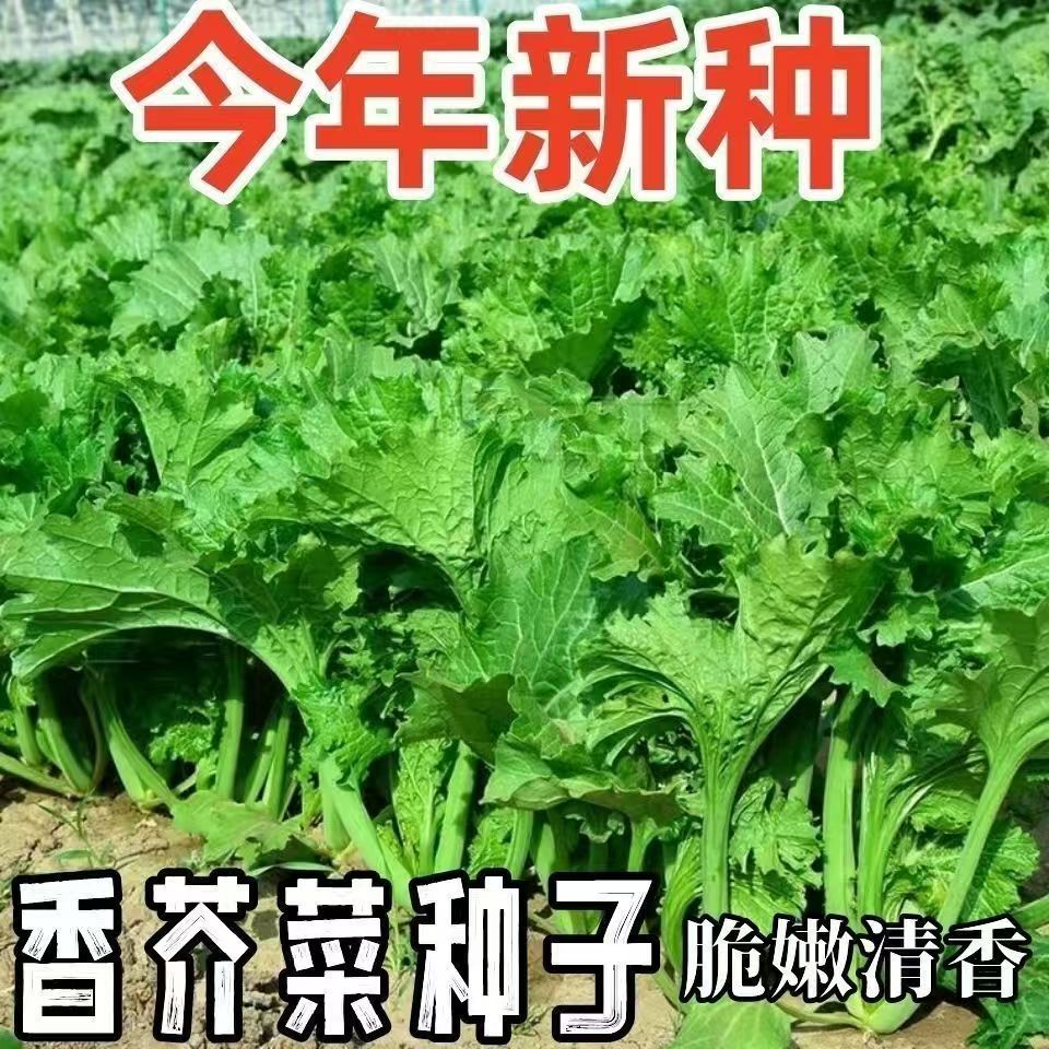 香菜种子 四川重庆香芥菜 庭院阳台田园农家 春夏秋四季 蔬菜种子