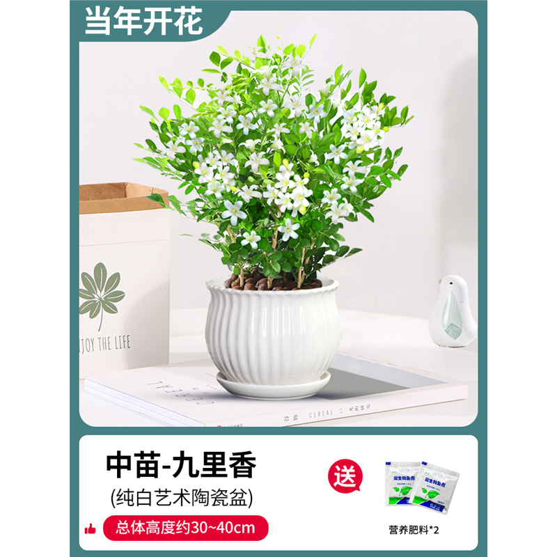 무성한 구리향 8~10그루 5년생(연꽃 도자기 화분) + 비료