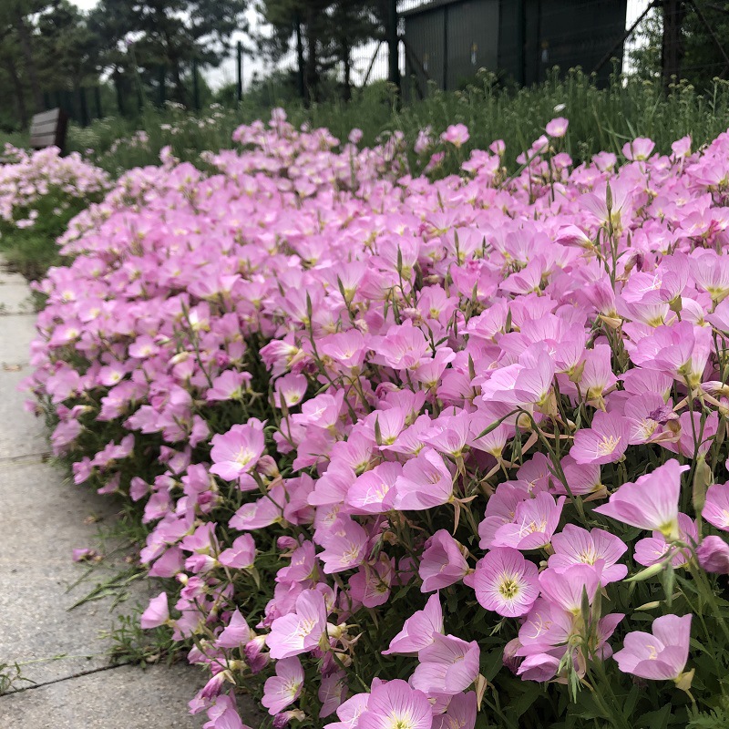 美丽月见草花种子四季播种开花不断易活花籽花卉庭院室外耐寒种孑