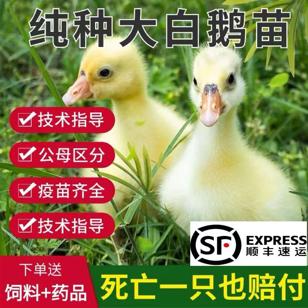 顺丰包邮现货正宗马岗鹅苗灰鹅产蛋鹅出壳幼苗家养可抱窝包路损