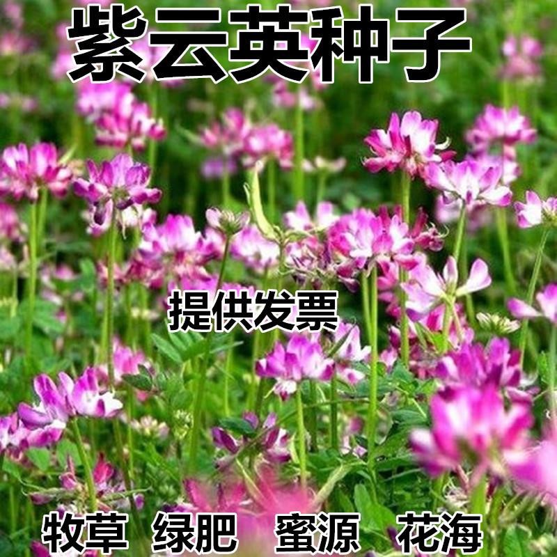红白花三叶种子四季青草坪牧紫云英易活果园绿肥耐寒草籽