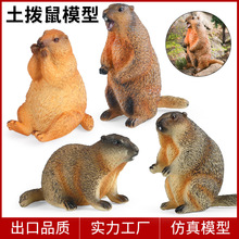 跨境儿童认知玩具仿真动物模型实心野生土拨鼠旱獭松鼠桌面摆件