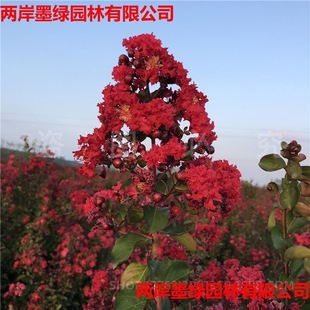 ��ޱ�������t���ͥԺ�G����ľ����ֲ����ռt���ڳ��L��ޱ����