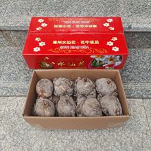 批发漳州水仙花种球原产地漳州发货基地直销无中间商差价各规格齐