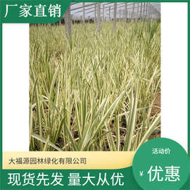 苗木基地供应 花叶菖蒲 水生植物 沉水植物 承包种植养护