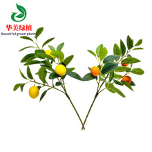 ���晎�ʘ��~ ��֧��֦�����~ �ٙ��ʹ����辰 �������Լ����Ә�