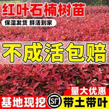 t~ʯ骘ļԵԻhʘt_eֲG