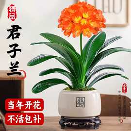 君子兰盆栽带花苞花卉植物室内国宝特级巨无霸大苗名贵四季好养活