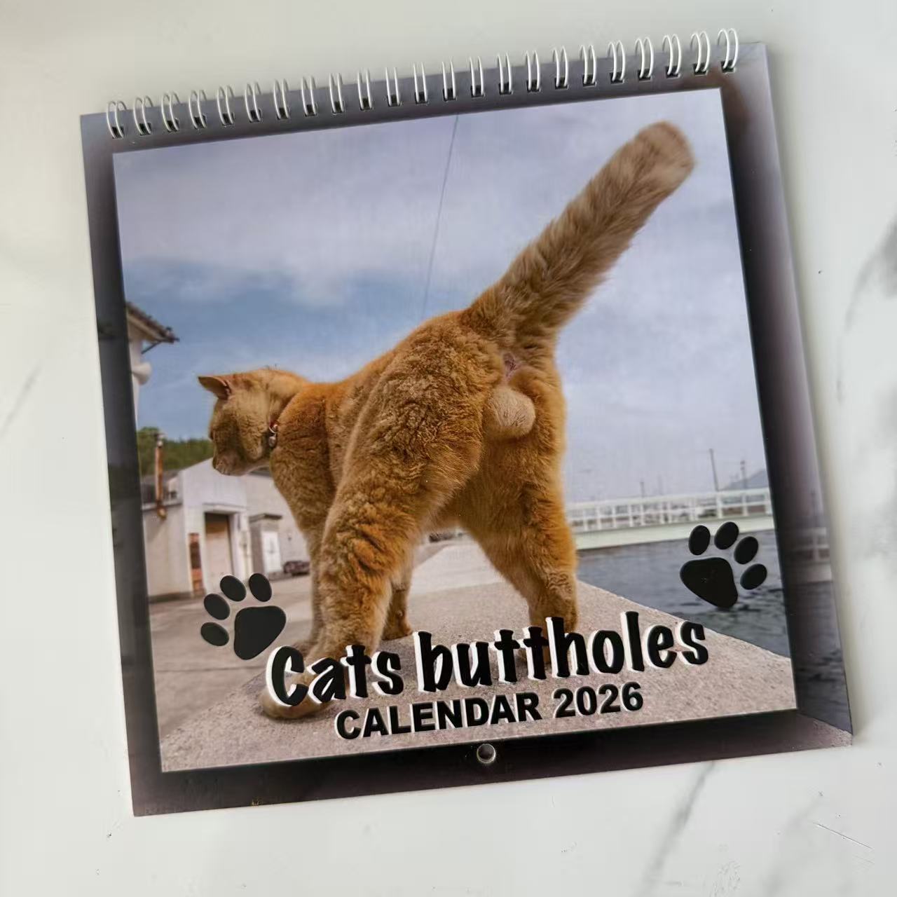 2026 고양이 엉덩이