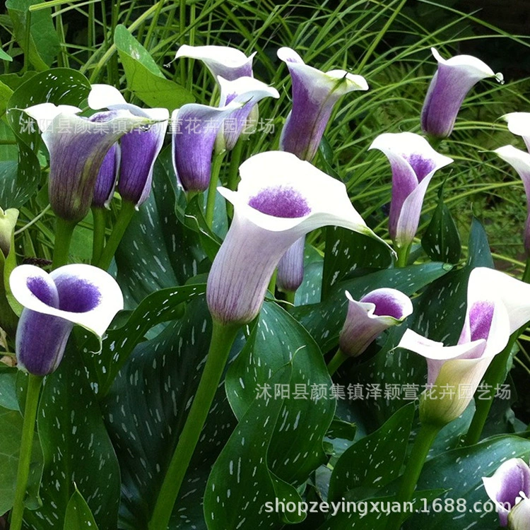 Цветные луковицы семян лилии каллы, многолетние комнатные и наружные Цветные Цветочные растения в горшках Four Seasons