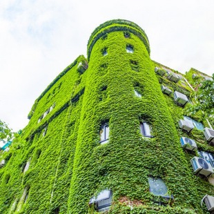 Ivy Climbing Plant Four-Season Seedlings Three-Leaf Five-Leaf Wall-Climbing Flower Potted Outdoor Easy-To-Live Wall-Climbing Tiger Saplings