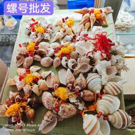 天然海螺贝壳旅游工艺品江湖地摊礼品纪念品一捆10个起 小海螺号