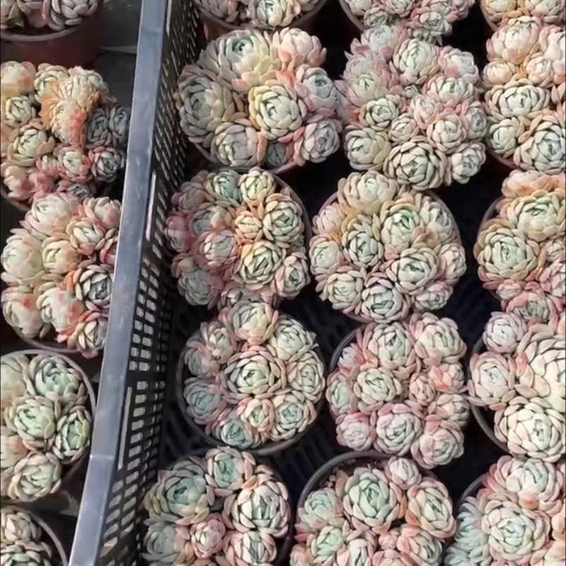 인기베리는 8마리부터 시작됩니다. (화분이 있는 플라스틱 화분이 좋습니다)