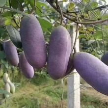 �ļ����NҰ�����¹ϷN���Ϲ����¹Ϙ�N��ͥԺ����ˮ������ը�N��