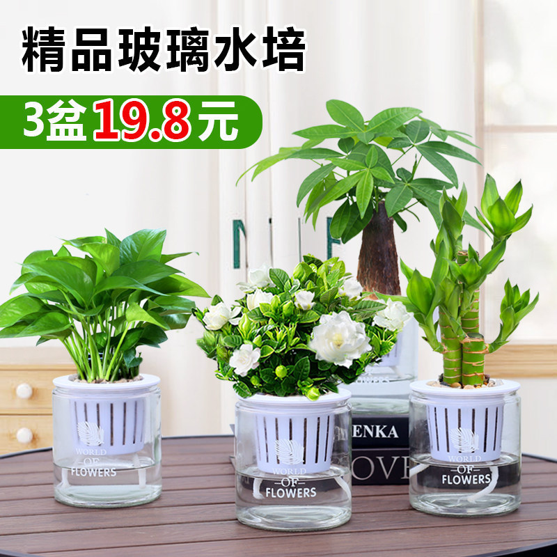 Gardenia Potted Plants, Glass Hydroponic Plants, Money Tree, Asparagus Fern, Golden葛, Lucky Bamboo, Indoor Air Purifying Green Plants Gardenia Potted Plants, Glass Hydroponic Plants, Money Tree, Asparagus Fern, Golden葛, Lucky Bamboo, Indoor Air Purifying Green Plants