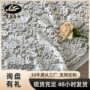 蕾丝女装服装锦棉