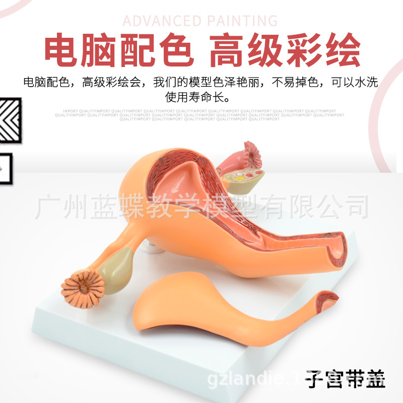 �ӹ�ģ�� Ů������ֳqi�� ��ֳ�ṹ����ģ���ӹ�����ģ��ʾ��ģ��