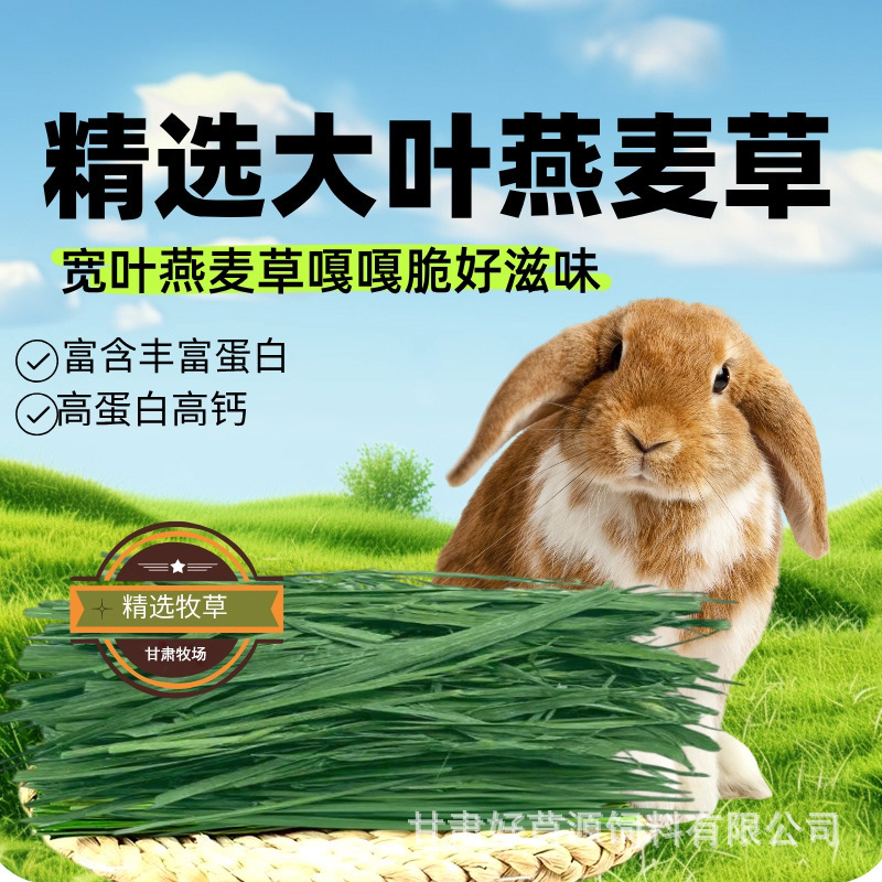 Dried Oat Grass Rabbit Grass Guinea Pig Chinchilla Food Hay Rabbit Food Pet Feed Oat Grass 500g Rabbit Hay