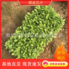 矮牵牛穴盘苗 千牛花苗喇叭花小苗 爬藤四季庭院花卉多色矮牵牛