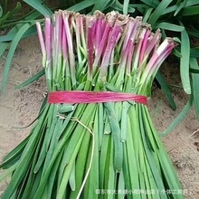 �ϸ��²˷N���ļ��ɷN�߲���@ͥԺ�̨���Կ����ͺ��׷Nֲ