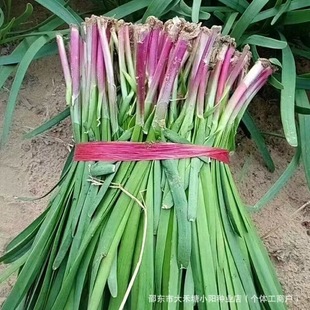 �ϸ��²˷N���ļ��ɷN�߲���@ͥԺ�̨���Կ����ͺ��׷Nֲ