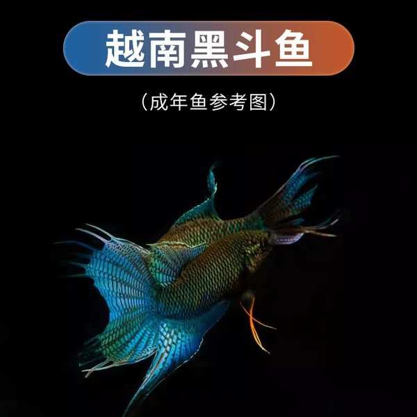 For beloved, 5-6cm, 4-5cm