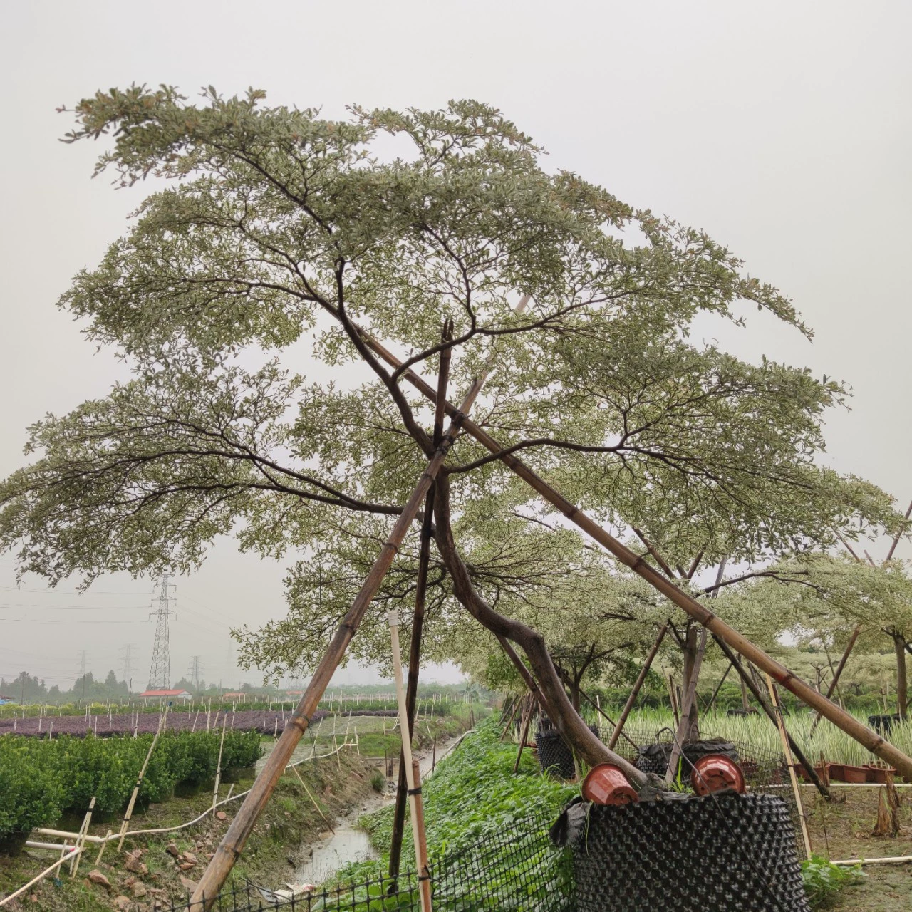 2305 база поставляет ландшафтные деревья