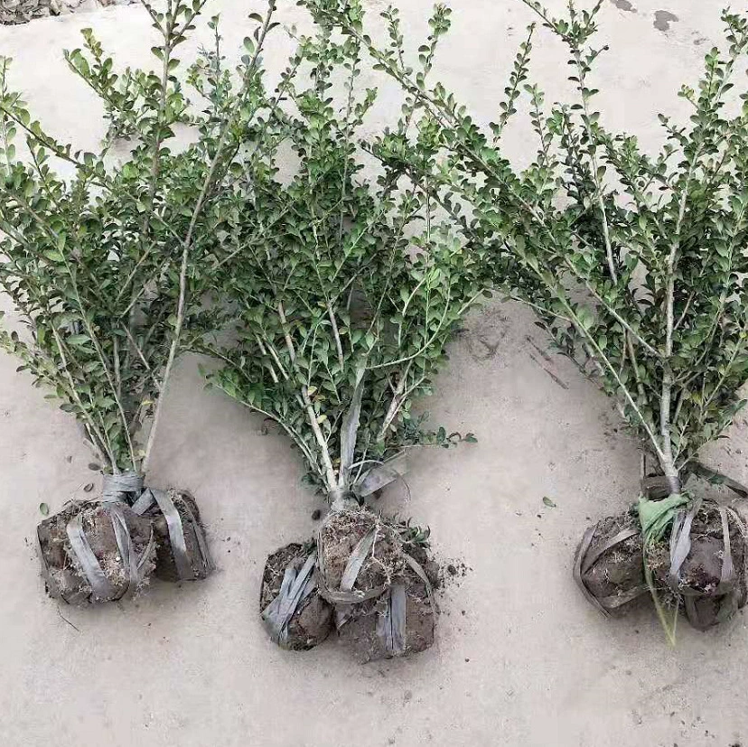 База большое количество оптом панцирь черепахи Падуб чай Слива Рододендрон красный лист вереск кустарник полные спецификации