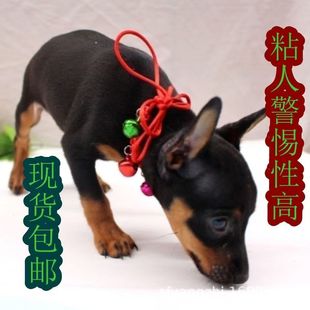 ���NС¹Ȯ���w��Ȯ���˰��r���ﹷС��Ȯ�F�������ȮС��С¹