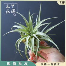 空气凤梨植物 大型品种 卡比塔塔 绿植盆栽