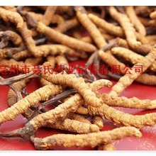 冬虫夏草 青海虫草 玉树虫草 规格齐全 亳州中药材批发