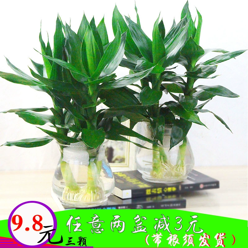 Гуаньинь бамбуковое гидропонное растение богатое бамбуком дерево в помещении вода Гардения цветок горшок маленькое алоэ зеленое растение зеленая Роза