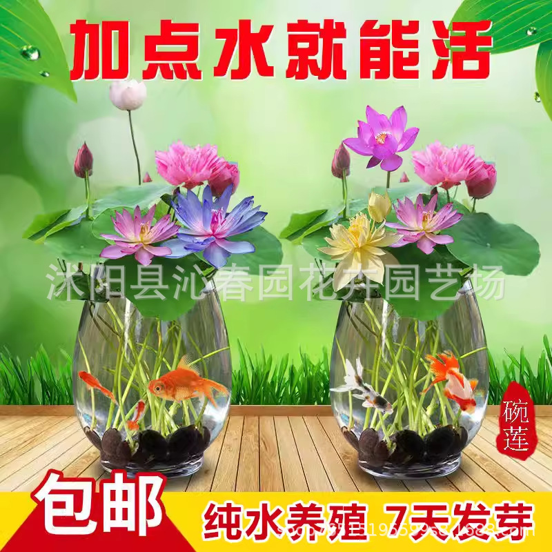 Wholesale Lotus Seed Bowl Lotus Seed Water Lotus Water Lily Hydroponic Soilless Planting Summer Running in Rivers and Lakes Large Discounts